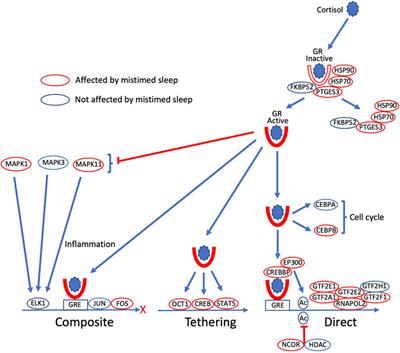 Mistimed sleep and waking activity in humans disrupts glucocorticoid signalling transcripts and SP1, but not plasma cortisol rhythms